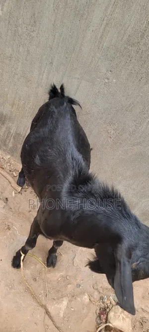 Embuzi Black,White,Bitanga Goats 4 Slaughter, Ceremonies and Farm