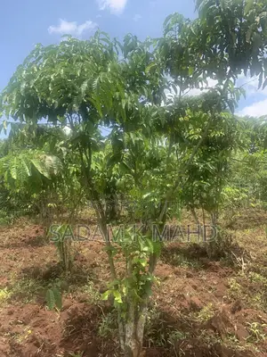 2 Acres of Land for Sale