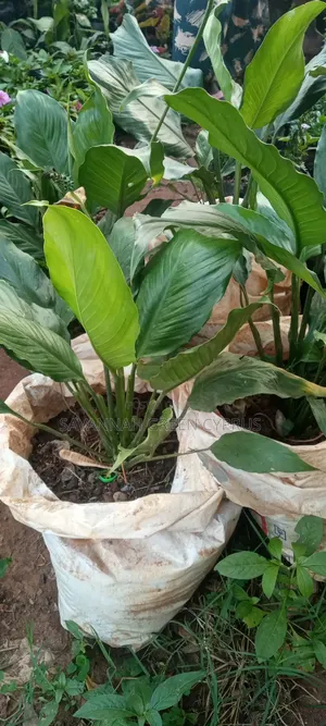 Peace Lily in Indoor Plants