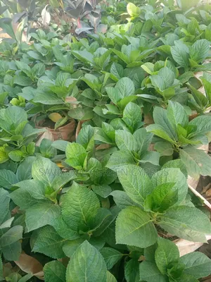 Hydrengea Flowering Plant
