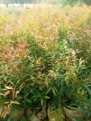 Edging Plant and Fence