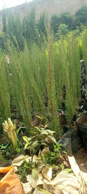 Italian Cyprus Shrub Trees