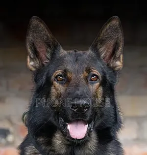 6-12 months Male Purebred German Shepherd