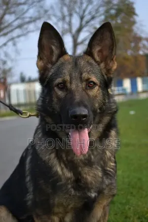 6-12 months Male Purebred German Shepherd