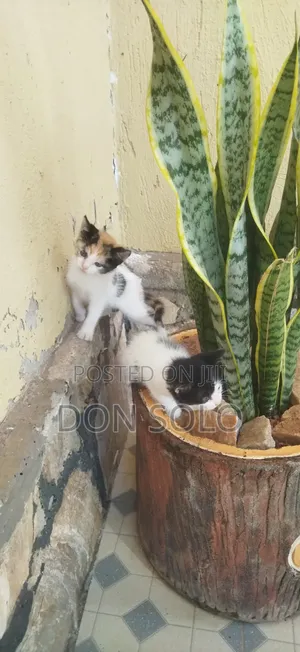 1-3 months Male Mixed Breed Norwegian Forest