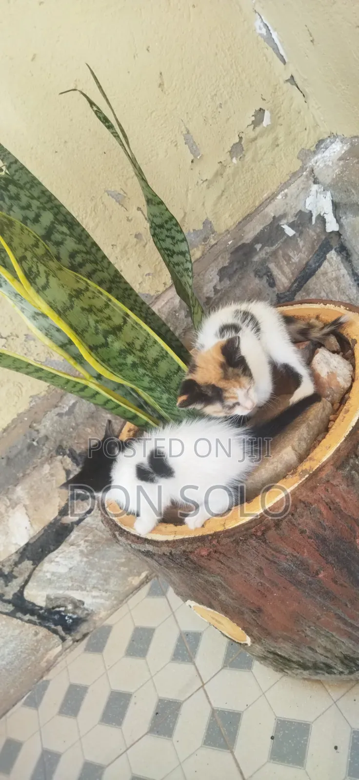 1-3 months Male Mixed Breed Manx