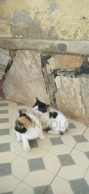 1-3 months Female Mixed Breed American Curl