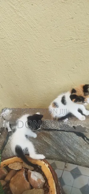 1-3 months Male Mixed Breed Devon Rex