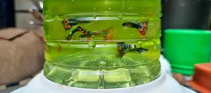 Fancy Guppies