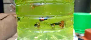 Fancy Guppies
