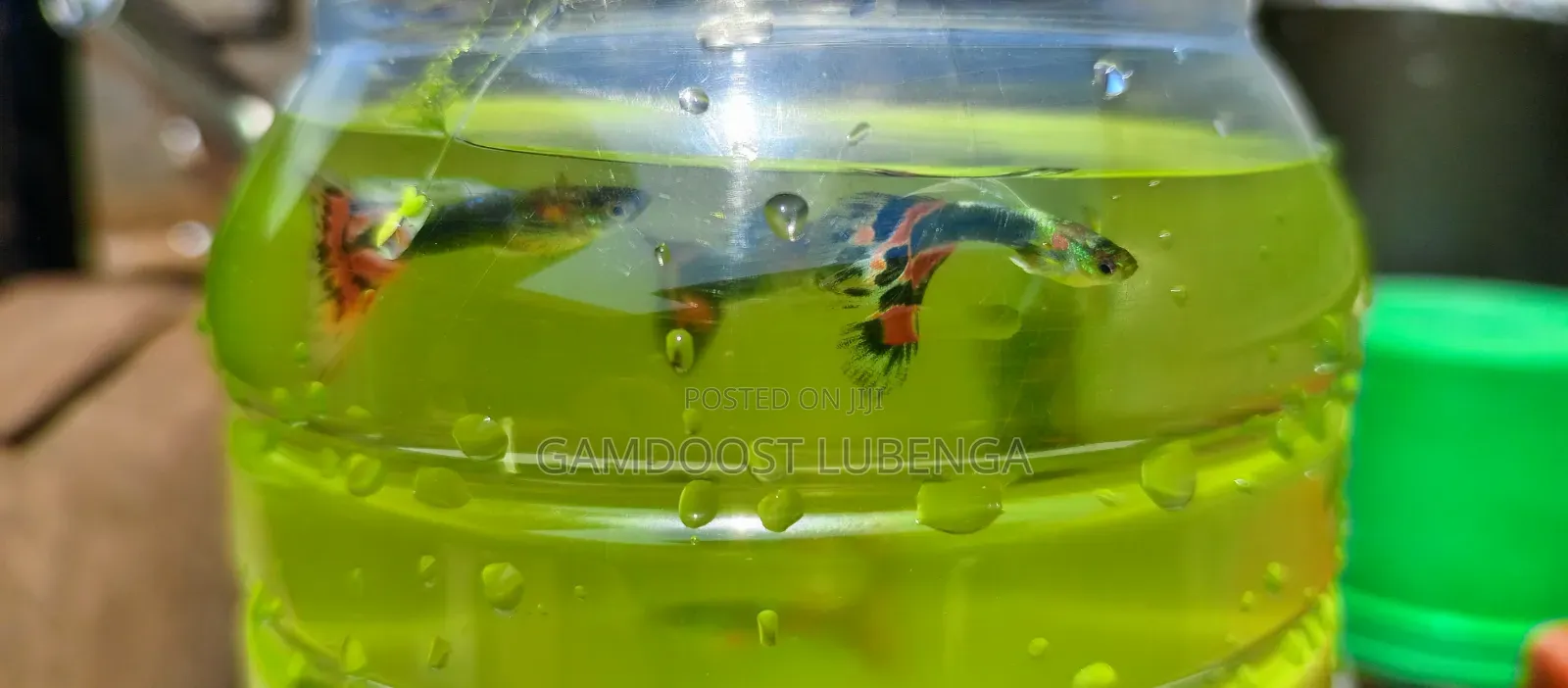 Fancy Guppies