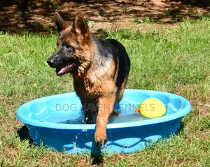 6-12 months Male Purebred German Shepherd