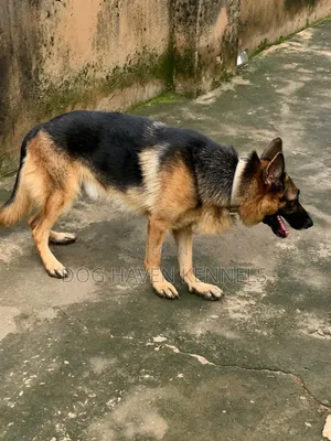 6-12 months Female Purebred German Shepherd