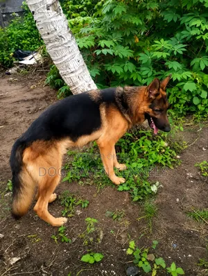 3-6 months Male Purebred German Shepherd