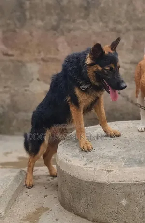 1+ year Male Purebred German Shepherd