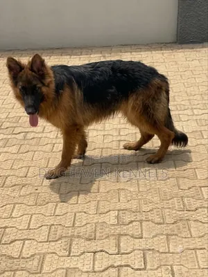 1+ year Female Purebred German Shepherd