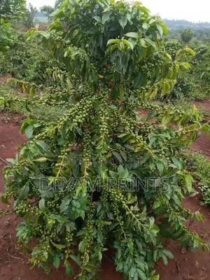 8.9.Acres of Land in Vvumba on Sale