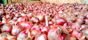 Dry Onions at Kamu Market, Elgon-Bulambuli District Uganda