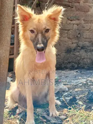3-6 months Female Mixed Breed German Shepherd