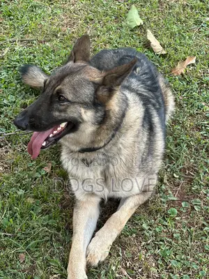 6-12 months Male Purebred German Shepherd