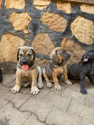 1-3 months Male Purebred Boerboel