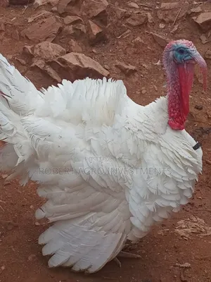 White Holland Turkey