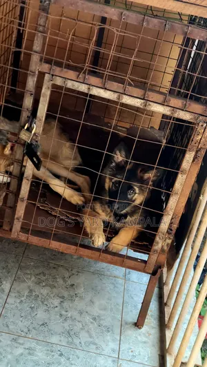 0-1 month Female Purebred German Shepherd