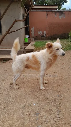 3-6 months Male Purebred German Shepherd