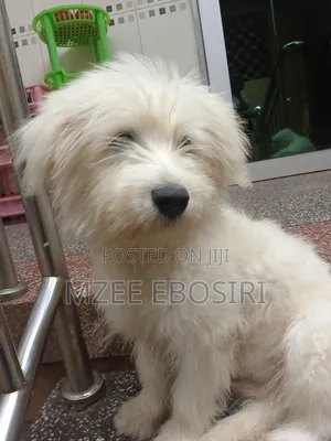 3-6 months Male Purebred Maltese