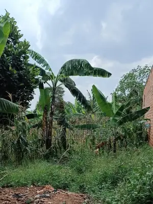 Land for Sale in Matugga 100/60ft at 65m