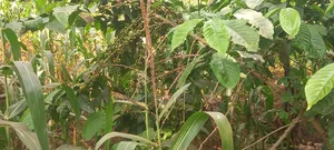 Grab Cheap Fertile Land