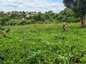 5arces of Land in Hoima City on Sale It Is 7km Away From the Centre