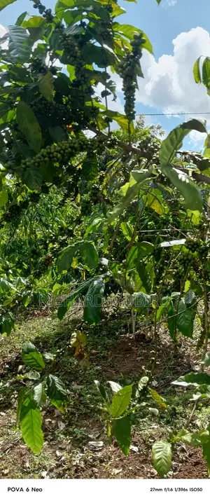 Affordable Half Acre