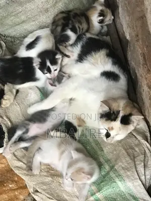 1-3 months Female Mixed Breed Cat
