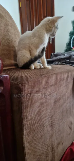 1-3 months Female Purebred American Shorthair