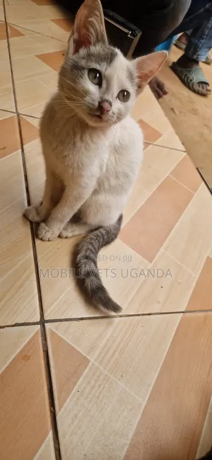 1-3 months Male Purebred American Curl
