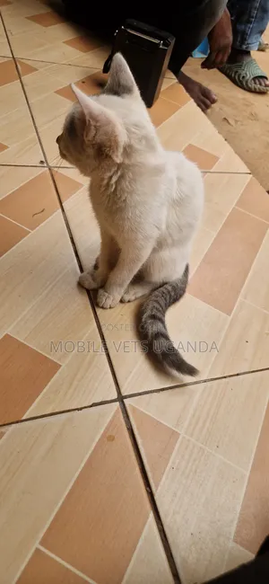1-3 months Male Purebred Birman