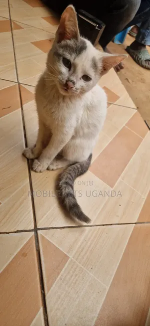 1-3 months Female Purebred Exotic