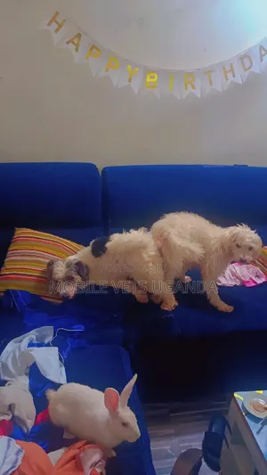 1-3 months Female Purebred Maltese