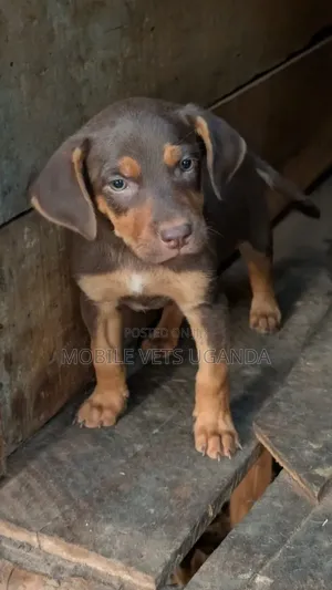 1-3 months Male Purebred Boerboel