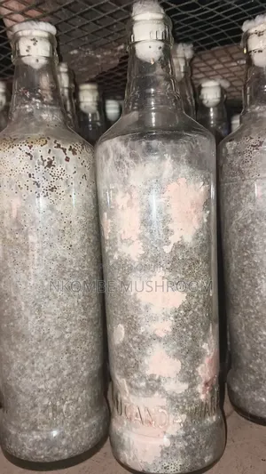Pink Oyster Mushroom Spawn
