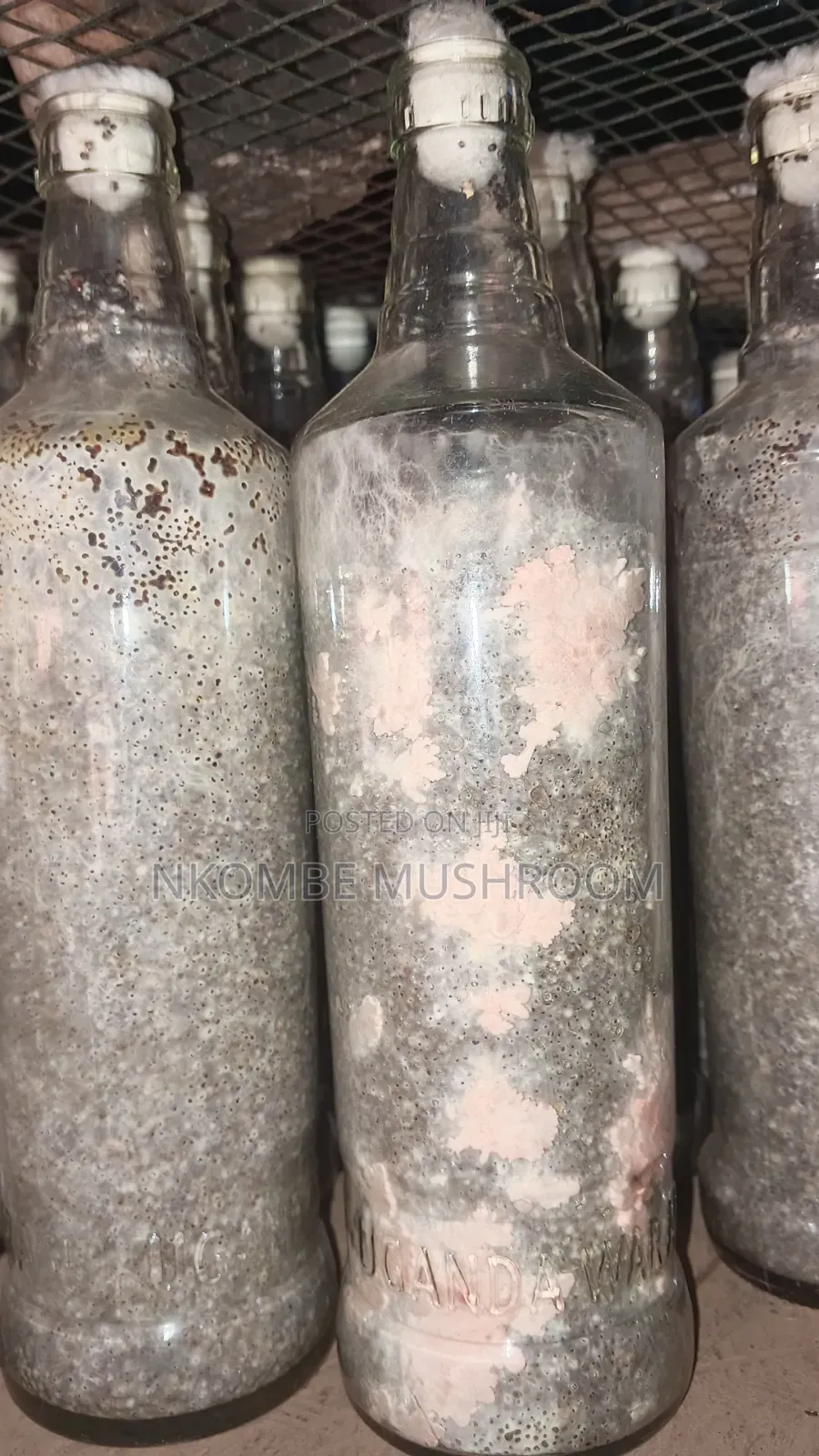 Pink Oyster Mushroom Spawn