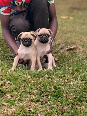 1-3 months Female Purebred Pug