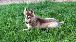 3-6 months Male Purebred Siberian Husky