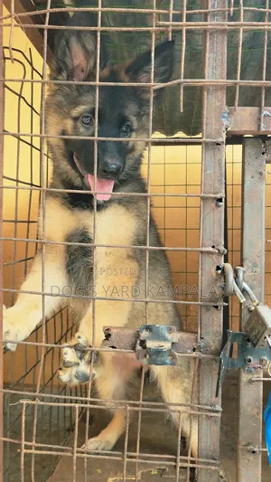 1-3 months Female Purebred German Shepherd