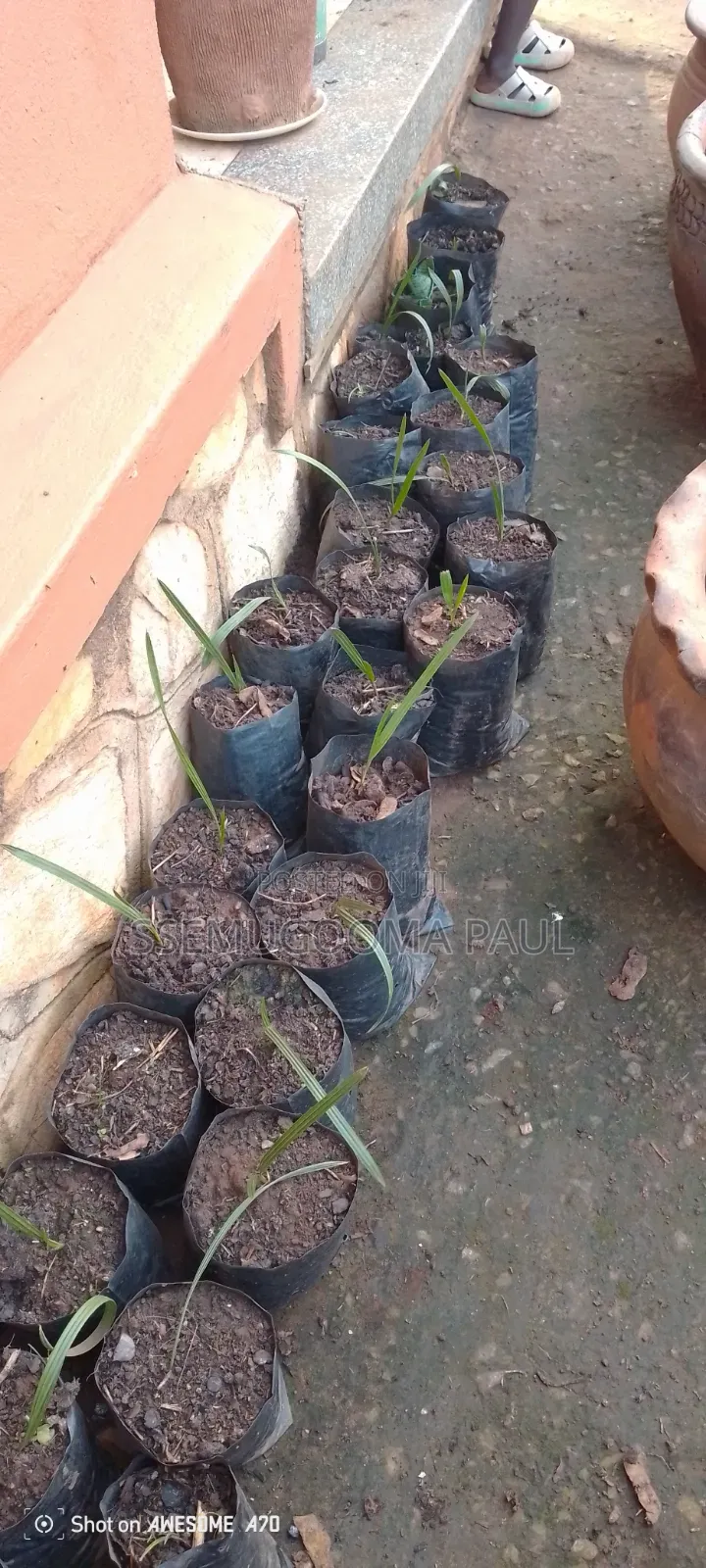 Dates-Seedlings