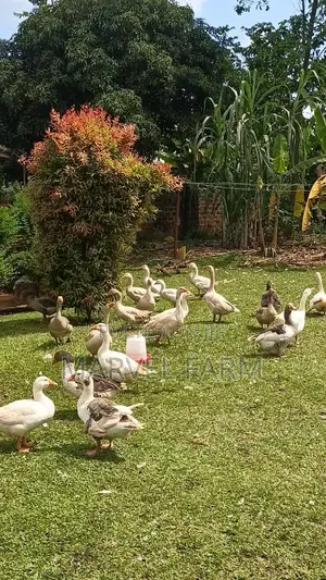 Geese (All Types Available)