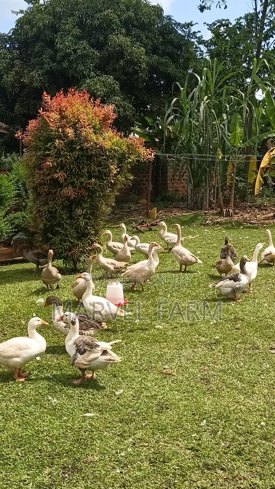 Geese (All Types Available)