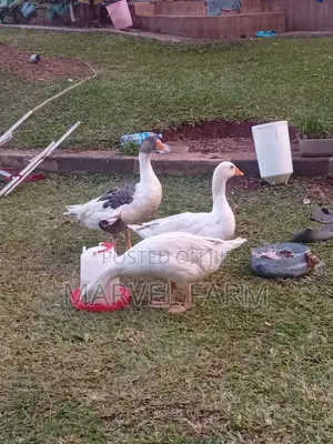 Geese (All Types Available)