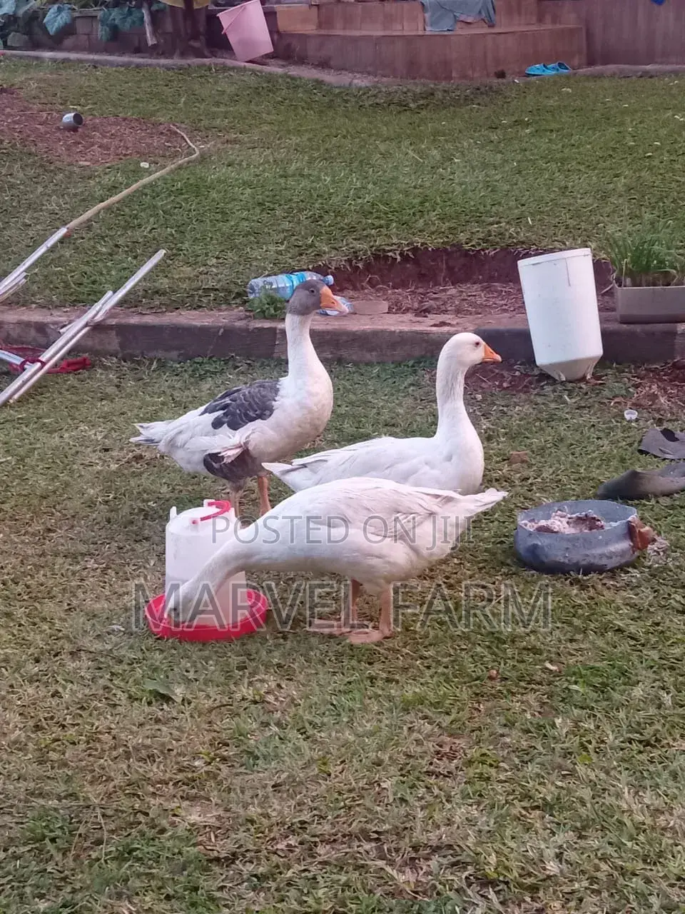 Geese (All Types Available)